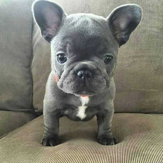 Image of FRENCH BULLDOG posted on 2022-03-13 14:06:50 from Delhi